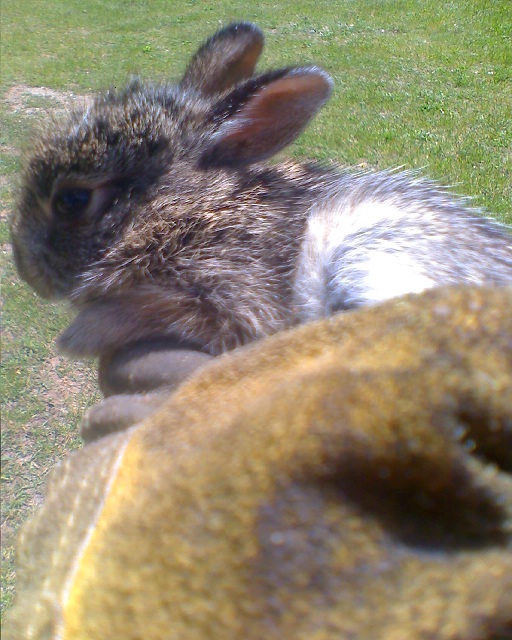 Rabbit trapping and humane relocation services.